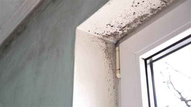 Best Residential Mold Removal  in Prairie View, TX