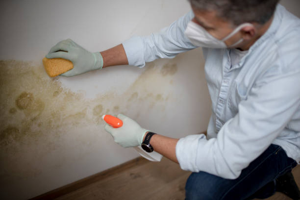 Attic Mold Removal in Prairie View, TX