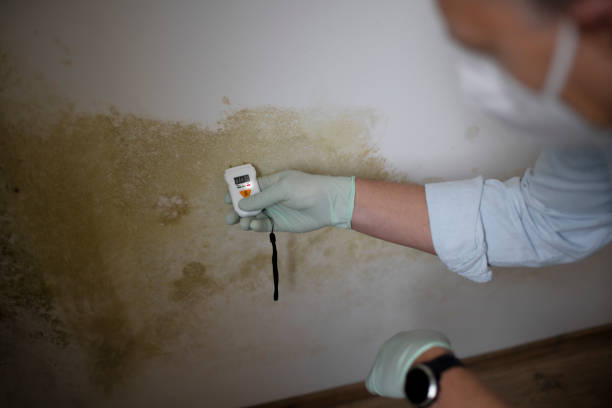 Best Mold Testing  in Prairie View, TX